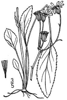 <i>Senecio pauperculus</i> Michx. var. firmifolius (Greenm.) Greenm.