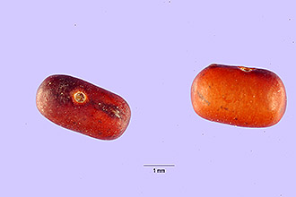 <i>Sesban emerus</i> (Aubl.) Britton & P. Wilson