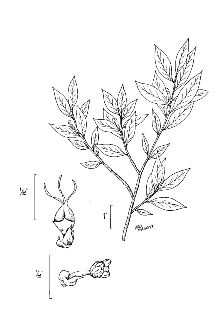 <i>Sebastiania fruticosa</i> (W. Bartram) Fernald