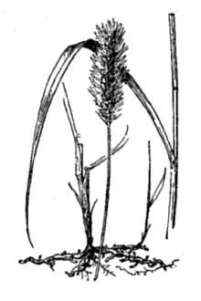 Marsh Bristlegrass