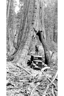 <i>Sequoia wellingtonia</i> Seem.