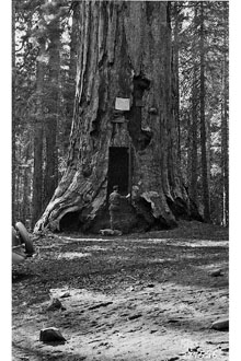 <i>Sequoia wellingtonia</i> Seem.