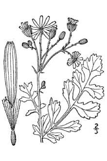 <i>Senecio glabellus</i> Poir.