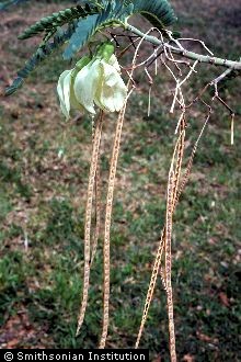 <i>Agati grandiflora</i> (L.) Desv.