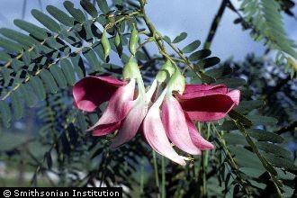 <i>Agati grandiflora</i> (L.) Desv.