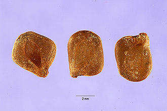 <i>Cassia hebecarpa</i> Fernald var. longipila E.L. Braun