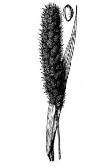 <i>Setaria italica</i> (L.) P. Beauv. subvar. metzgeri (Koern.) F.T. Hubbard