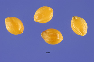 <i>Panicum italicum</i> L.