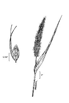 <i>Setaria italica</i> (L.) P. Beauv. subvar. metzgeri (Koern.) F.T. Hubbard