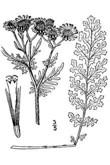 <i>Jacobaea vulgaris</i> Gaertn.