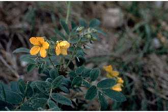 <i>Cassia lindheimeriana</i> Scheele