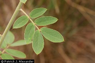 <i>Cassia lindheimeriana</i> Scheele