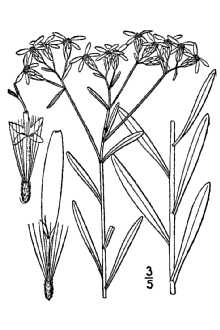 <i>Conyza linifolia</i> L.