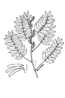 <i>Cassia marilandica</i> L.