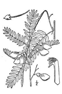 <i>Sesban emerus</i> (Aubl.) Britton & P. Wilson