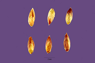<i>Setaria palmifolia</i> auct. non (J. Koenig) Stapf