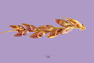 <i>Setaria palmifolia</i> auct. non (J. Koenig) Stapf