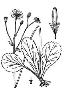 <i>Senecio obovatus</i> Muhl. ex Willd. var. rotundus Britton