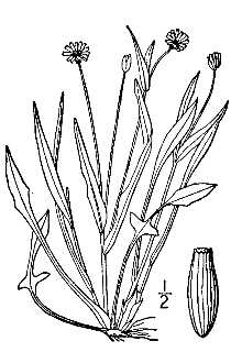<i>Krigia gracilis</i> (DC.) Shinners