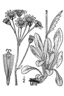 <i>Senecio congestus</i> (R. Br.) DC. var. palustris (L.) Fernald
