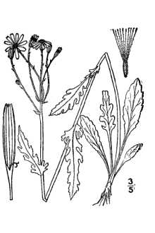 <i>Senecio pauperculus</i> Michx. var. firmifolius (Greenm.) Greenm.