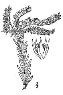 <i>Chetyson pulchella</i> (Michx.) Á. Löve & D. Löve