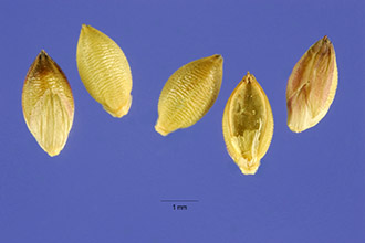 <i>Setaria glauca</i> (L.) P. Beauv. var. pallidefusca (Schumach.) T. Koyama