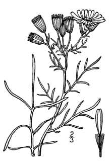 <i>Senecio spartioides</i> Torr. & A. Gray var. fremontii (Torr. & A. Gray) Greenm.