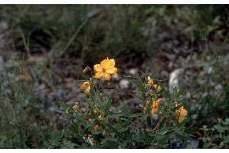 <i>Cassia roemeriana</i> Scheele