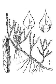 <i>Lycopodium rupestre</i> L.