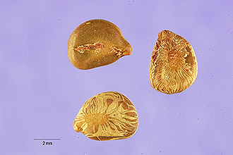 <i>Cassia sophera</i> L.