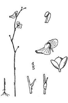 <i>Setiscapella cleistogama</i> (A. Gray) Barnhart