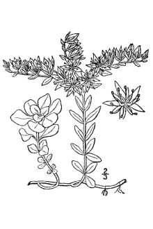 <i>Clausenellia ternata</i> (Michx.) Á. Löve & D. Löve