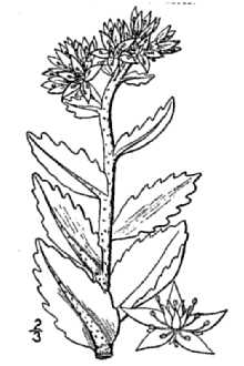 <i>Sedum purpureum</i> (L.) Schult.