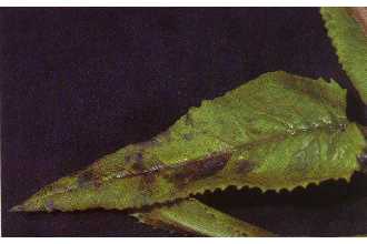 <i>Senecio triangularis</i> Hook. var. angustifolius G.N. Jones