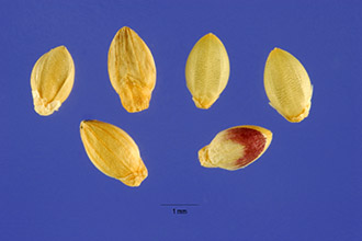<i>Panicum verticillatum</i> L.