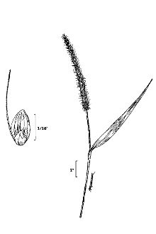 <i>Chaetochloa verticillata</i> (L.) Scribn.