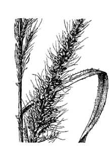 <i>Chaetochloa villosissima</i> Scribn. & Merr.