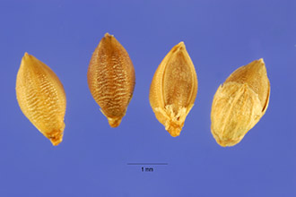 <i>Panicum vulpisetum</i> Lam.