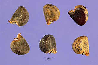 <i>Sida acuta</i> Burm. f. var. carpinifolia (L. f.) K. Schum.