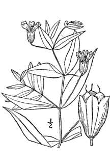 <i>Lychnis ×loveae</i> B. Boivin