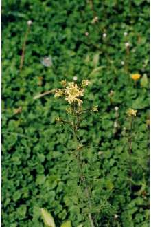 <i>Norta altissima</i> (L.) Britton