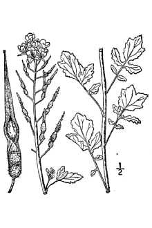<i>Brassica alba</i> Rabenh., non L.