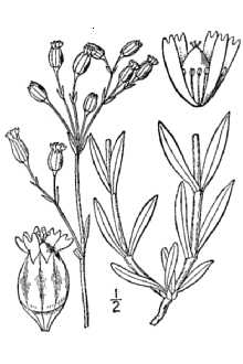 <i>Silene antirrhina</i> L. var. subglaber Engelm. & A. Gray