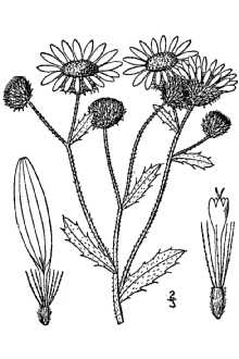 <i>Sideranthus annuus</i> Rydb.