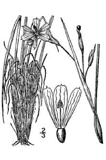 <i>Sisyrinchium rufipes</i> E.P. Bicknell