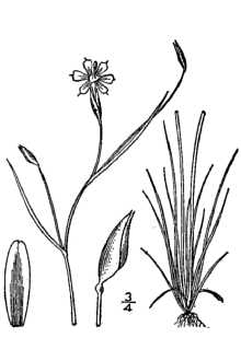 <i>Sisyrinchium mucronatum</i> Michx. var. atlanticum (E.P. Bicknell) H.E. Ahles