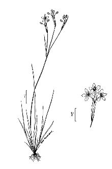 <i>Sisyrinchium mucronatum</i> Michx. var. atlanticum (E.P. Bicknell) H.E. Ahles