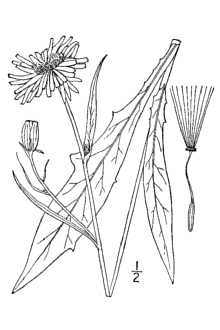 <i>Pyrrhopappus carolinianus</i> (Walter) DC. var. georgianus (Shinners) H.E. Ahles