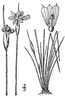 <i>Sisyrinchium campestre</i> E.P. Bicknell var. kansanum E.P. Bicknell